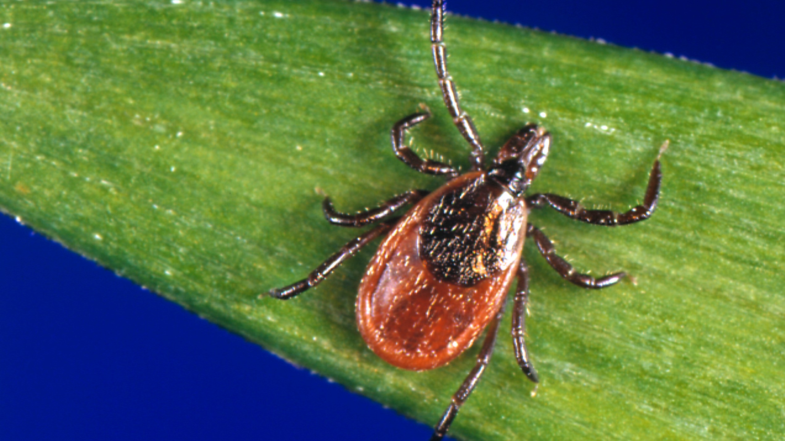 About Powassan Virus